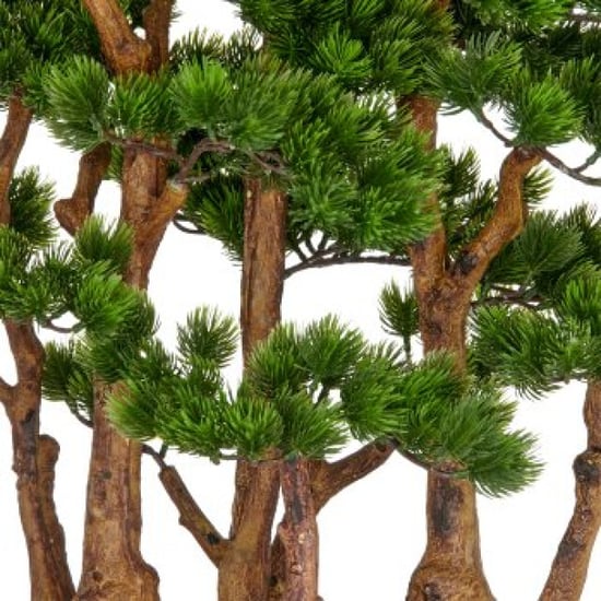 Kopu ® bonsai dennen boompje ca. 60x60 cm- in een zwarte plastic pot - Image 3