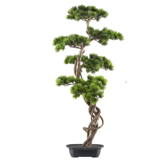 Kopu ® bonsai dennen boompje ca. 90x40 cm in een zwarte plastic pot - Image 1