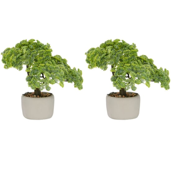 Kopu ® set van 2 bonsai boompjes sedum multiceps 24 cm grijze pot - Image 1