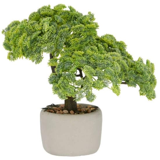 Kopu ® set van 2 bonsai boompjes sedum multiceps 24 cm grijze pot - Image 2