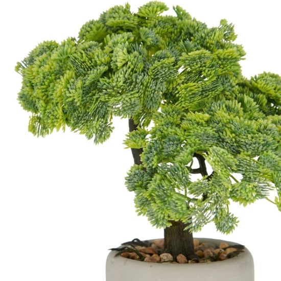 Kopu ® set van 2 bonsai boompjes sedum multiceps 24 cm grijze pot - Image 4