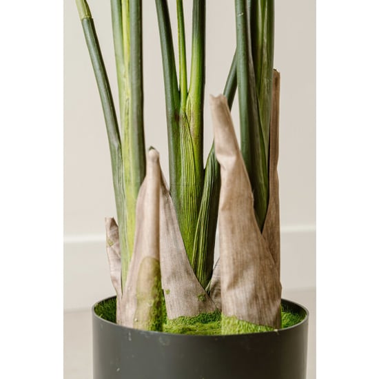 Indore Home Indore silva kunstplant strelitzia 120cm - Image 2