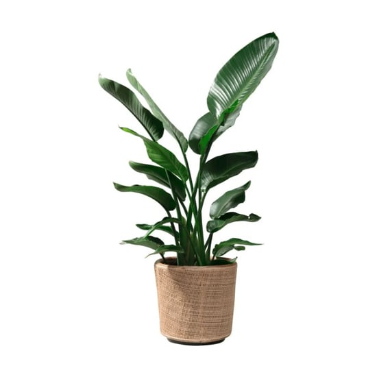 WDMT Rotan drypot blond – Ø 31 x 29 cm – lichtbruine rotan plantenmand met - Image 3