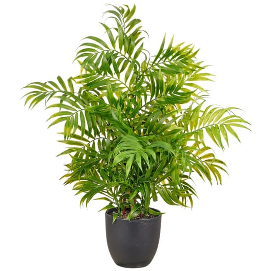 Kopu ® kunstplant bergpalm 60 cm zwarte pot chamaedorea - Image 1