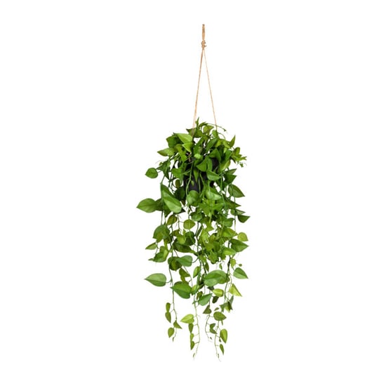 Kopu ® hangplant philodendron 75 cm macramé plantenhanger met pot - Image 1