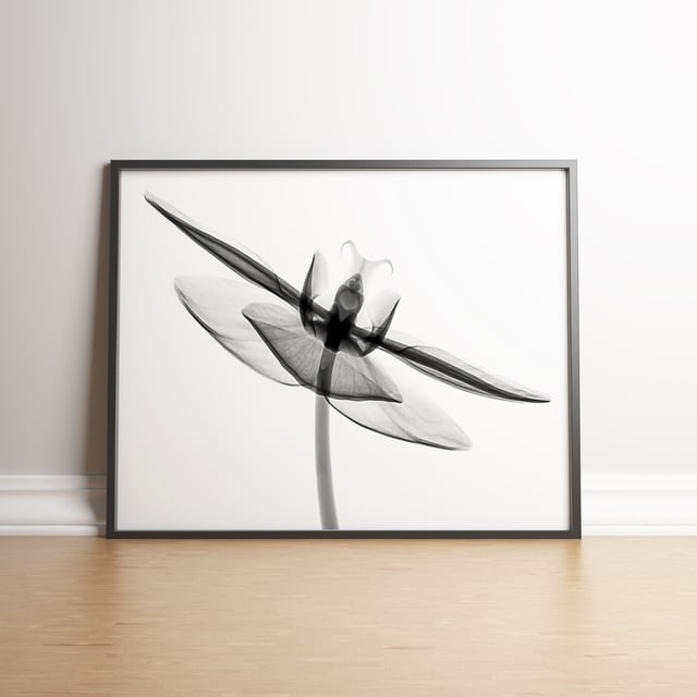 Dimensions - 297mm (w) x 420mm (l). Printed on 240gsm Matte Ultra white paper, offering a smooth finish with ultra vivid colours. All of our frames are FSC certified and handmade in the UK by our qualified framers.The frames are professionally finished and ready to hang. We use Clarity + premium synthetic glazing.  The wood measures 20mm face x 22mm depth.