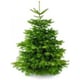 Furnilux Plant&more nordmann kerstboom 300 350 cm zonder kluit + garantie