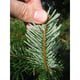 Furnilux nordmann kerstboom 350 -400 cm zonder kluit xl